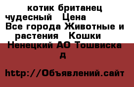 котик британец чудесный › Цена ­ 12 000 - Все города Животные и растения » Кошки   . Ненецкий АО,Тошвиска д.